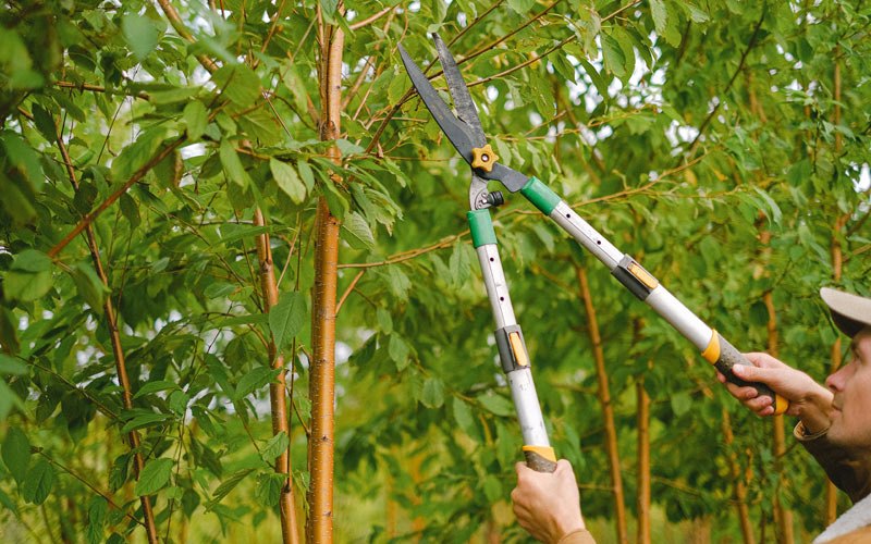 Tree trimming in Shungnak, AK